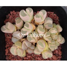 C276 - Plant